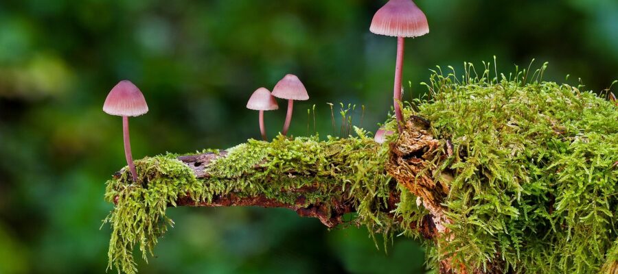 mushrooms, moss, wild mushrooms, spores, sponge, fungi, fruiting body, mushroom disks, fungal species, mushroom species, mycology, forest mushrooms, small mushrooms, nature, close up, mushrooms, mushrooms, mushrooms, mushrooms, mushrooms, moss, moss