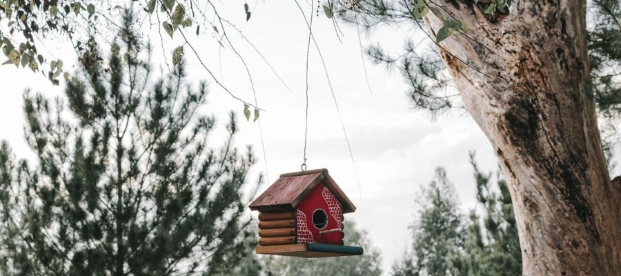 decoration, nature, green, natural, garden, nature, nature, natural, natural, natural, natural, natural, garden, garden, garden