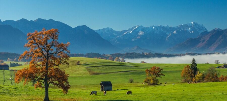 bavaria, panorama, alpen, landscape, mountains, meadow, rural, nature, cows, blue cow